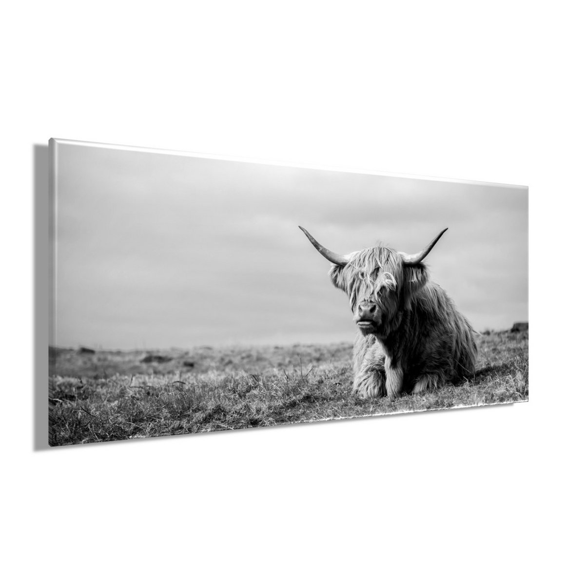 Muurfoto HOCHLANDRIND LIGGEND 33x70 cm - canvas foto spieraam decoratie modern