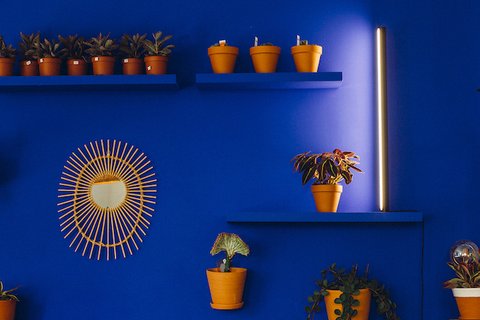 PlantSpectrum32