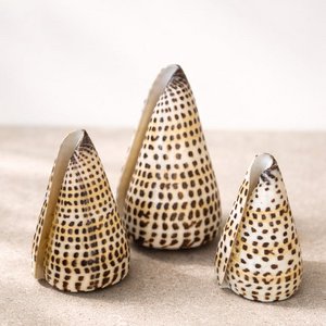 Muschelkegel