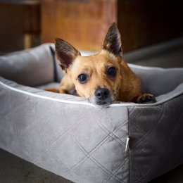 OXFORD I CLASSIC HUNDEBETT