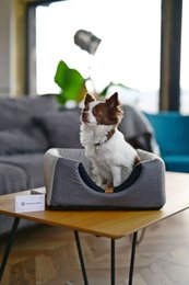 UP&DOWN niche pour chien 2en1- gris clair chiné