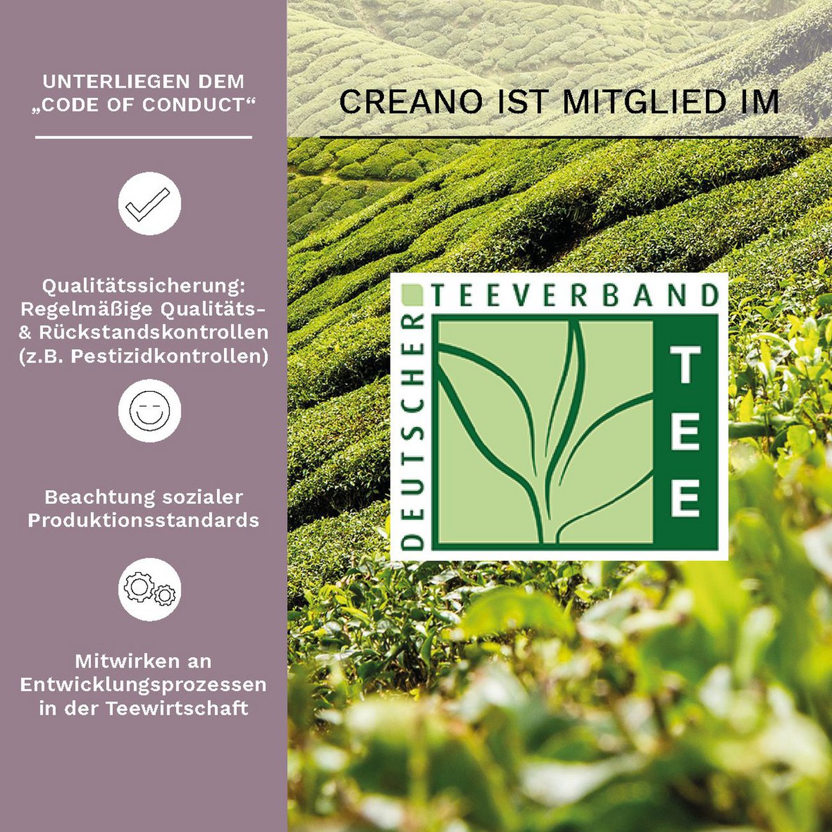 Creano Erblühtee Schwarztee 72er Packung