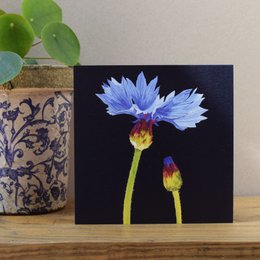 Tarjeta de aciano (tarjetas de flores)