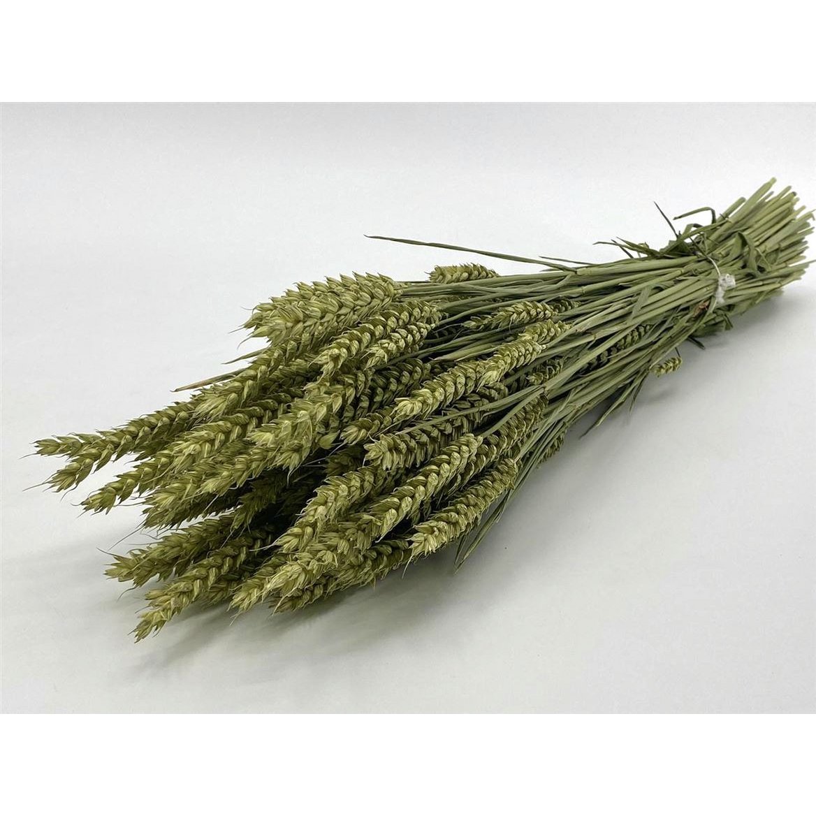 Triticum Naturel