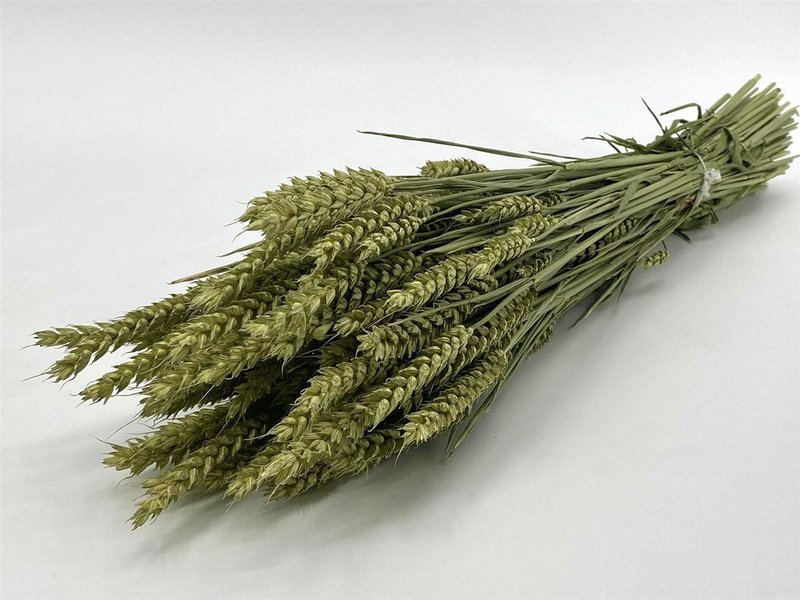 Triticum Naturel