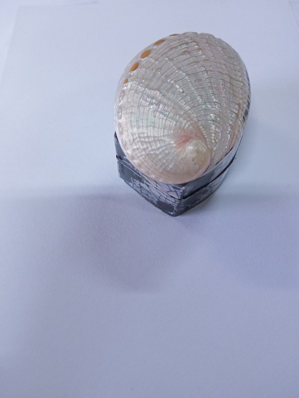 Ringbox Abalone Pillbox Denti Box