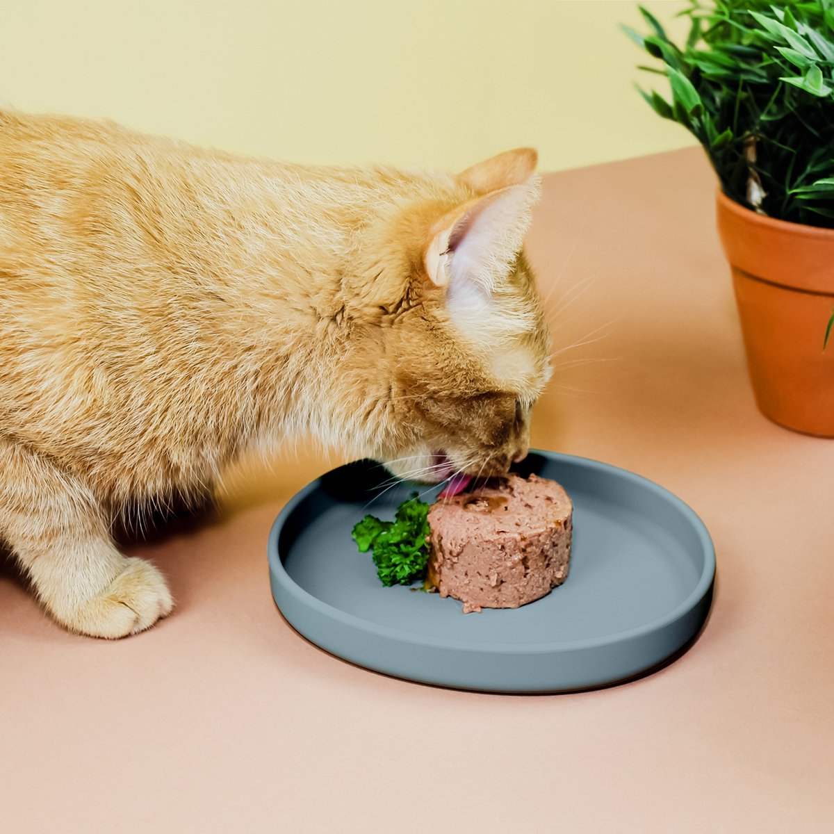 ne&no® Silikon Futterschale - Schnurrhaarfreundlich - extra flach - für Katzen