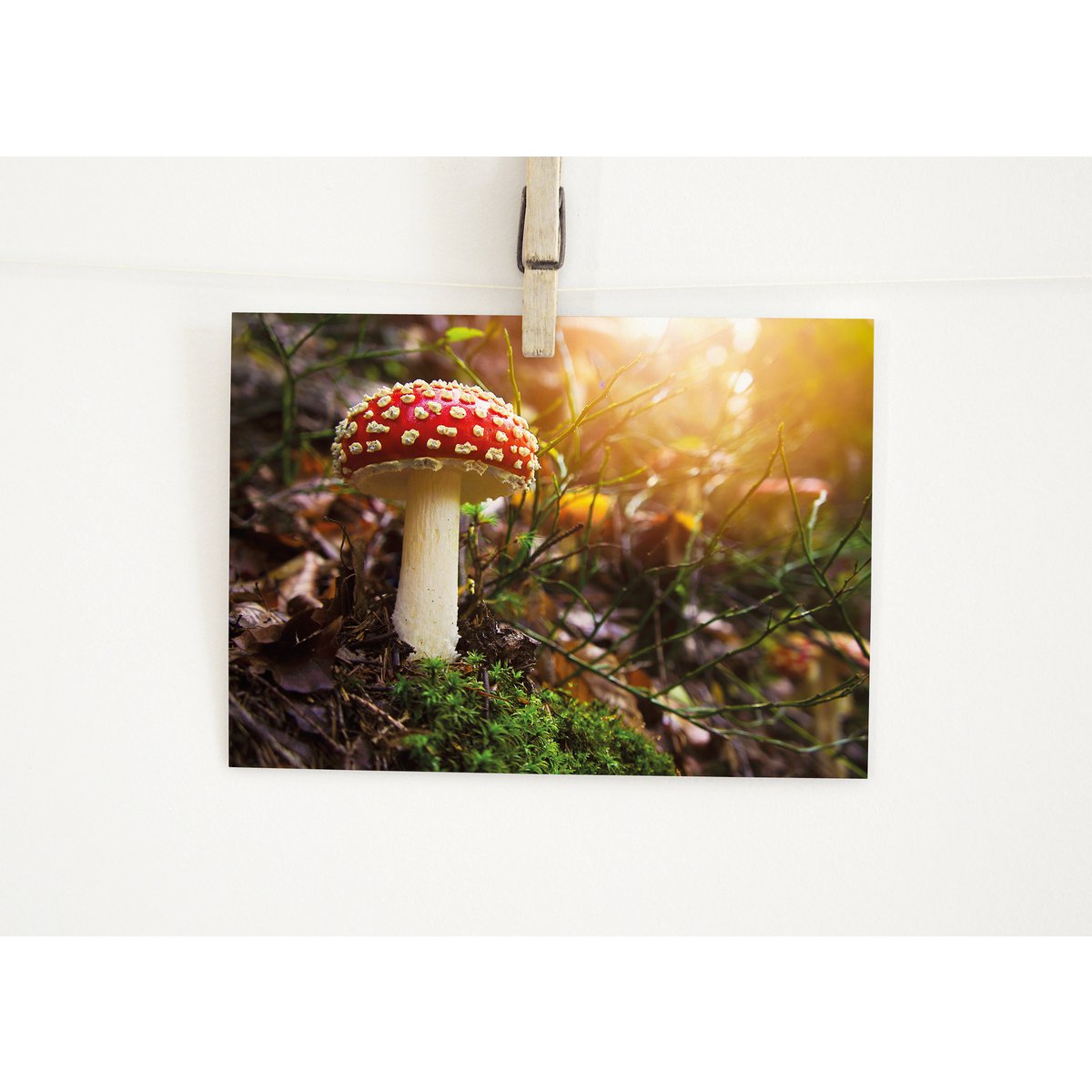 Postkarte Fliegenpilz (PK_035)
