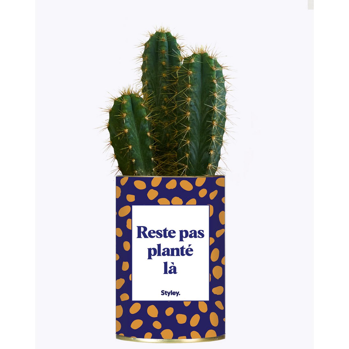 Cactus: no te quedes ahí parado