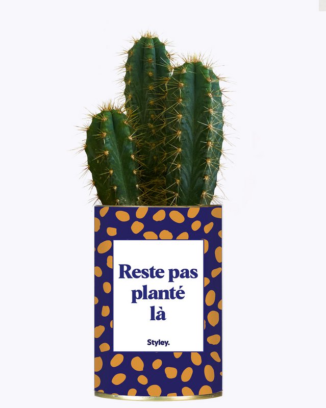 Cactus: no te quedes ahí parado