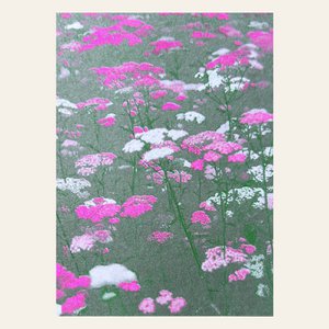 Risographie Postkarte – Blumenwiese Pink – DIN A6