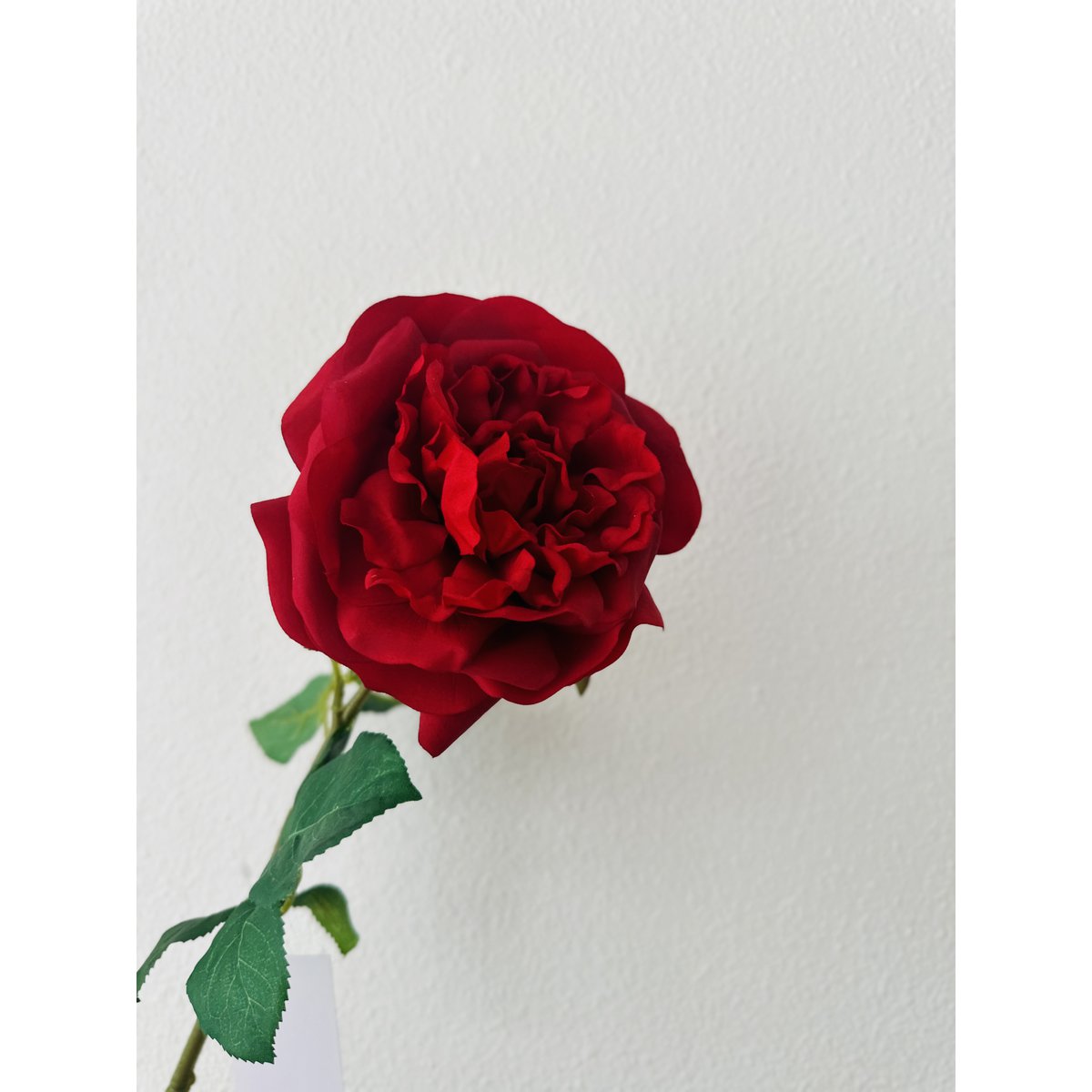 QMF Mano Toque Rosa 65cm 1PCS rojo
