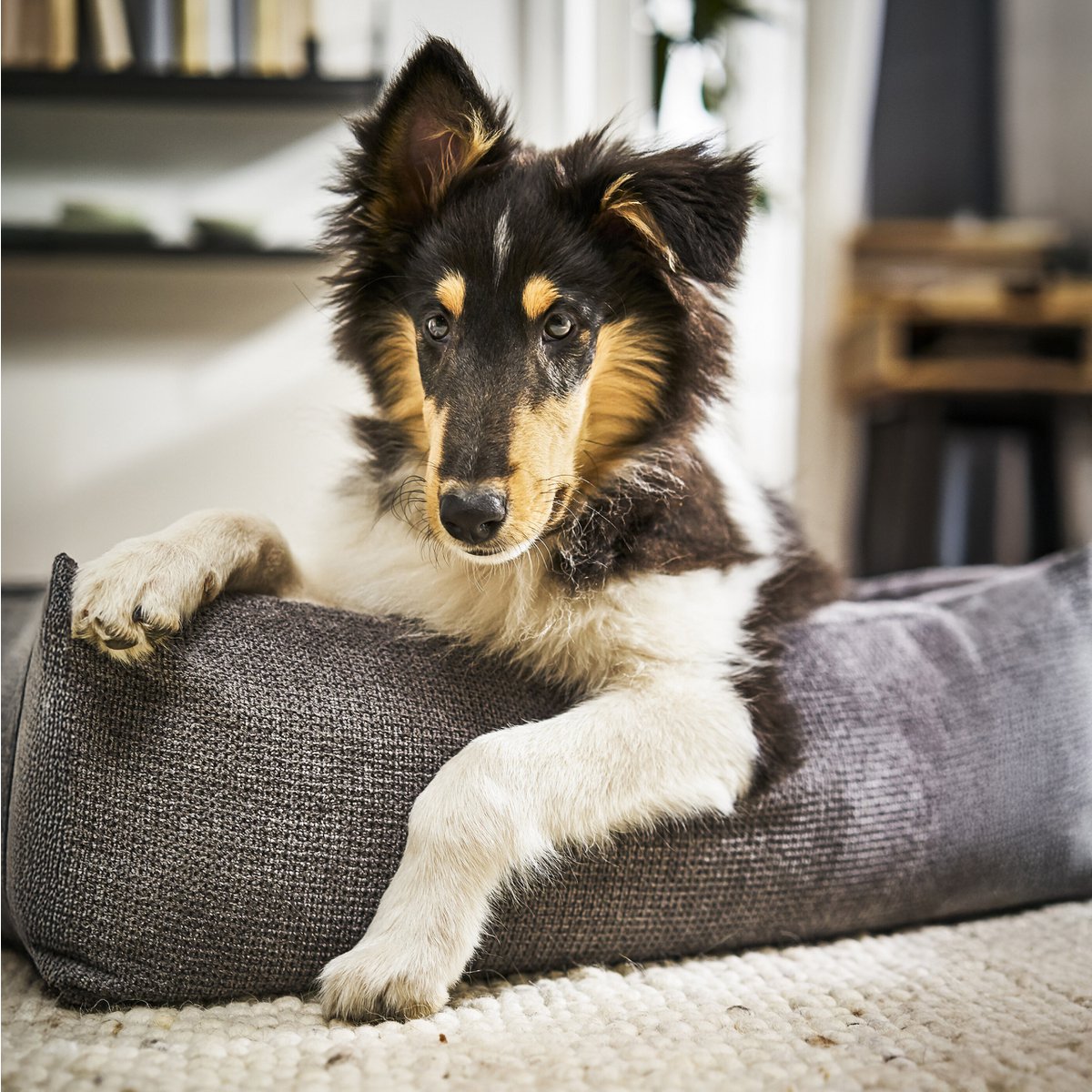 TUDOR ORTHO | Premium Orthopedic Dog Bed