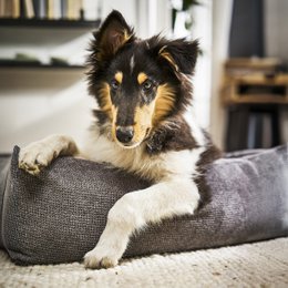 TUDOR ORTHO | Premium Orthopedic Dog Bed