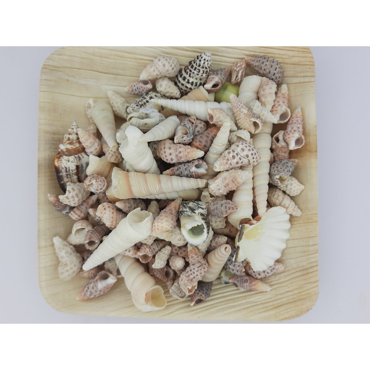 %2378 mélange de coquilles OW
