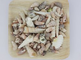 %2378 mélange de coquilles OW