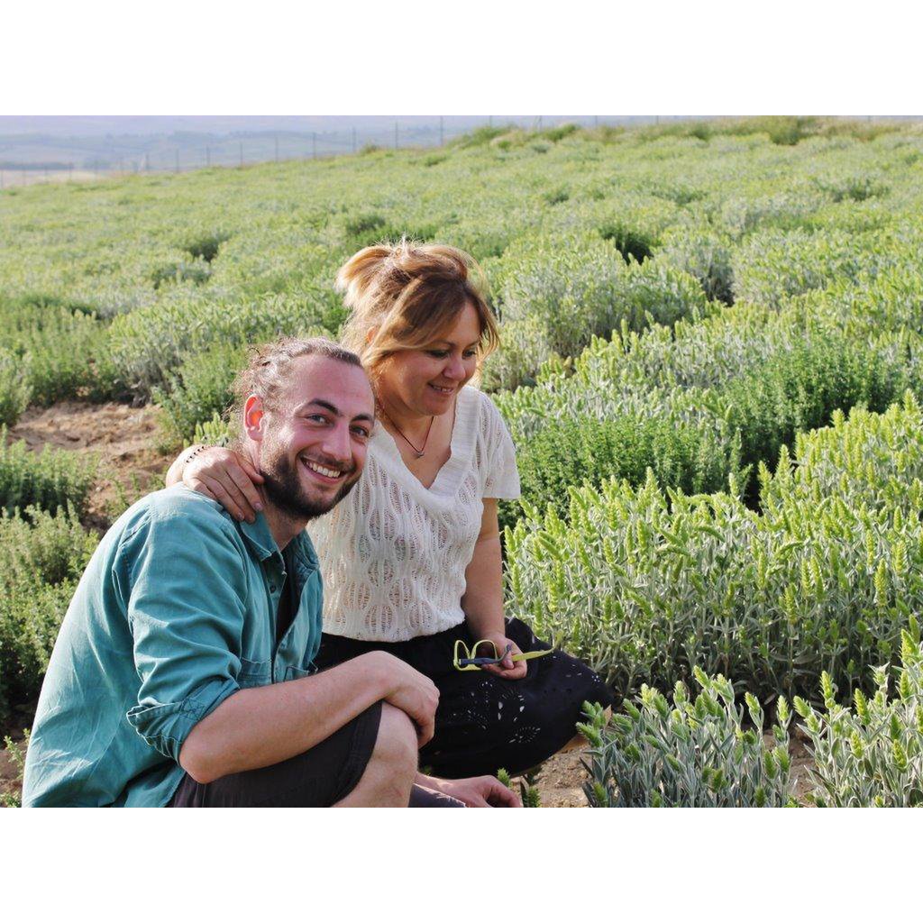 Griechischer Bio Bergtee