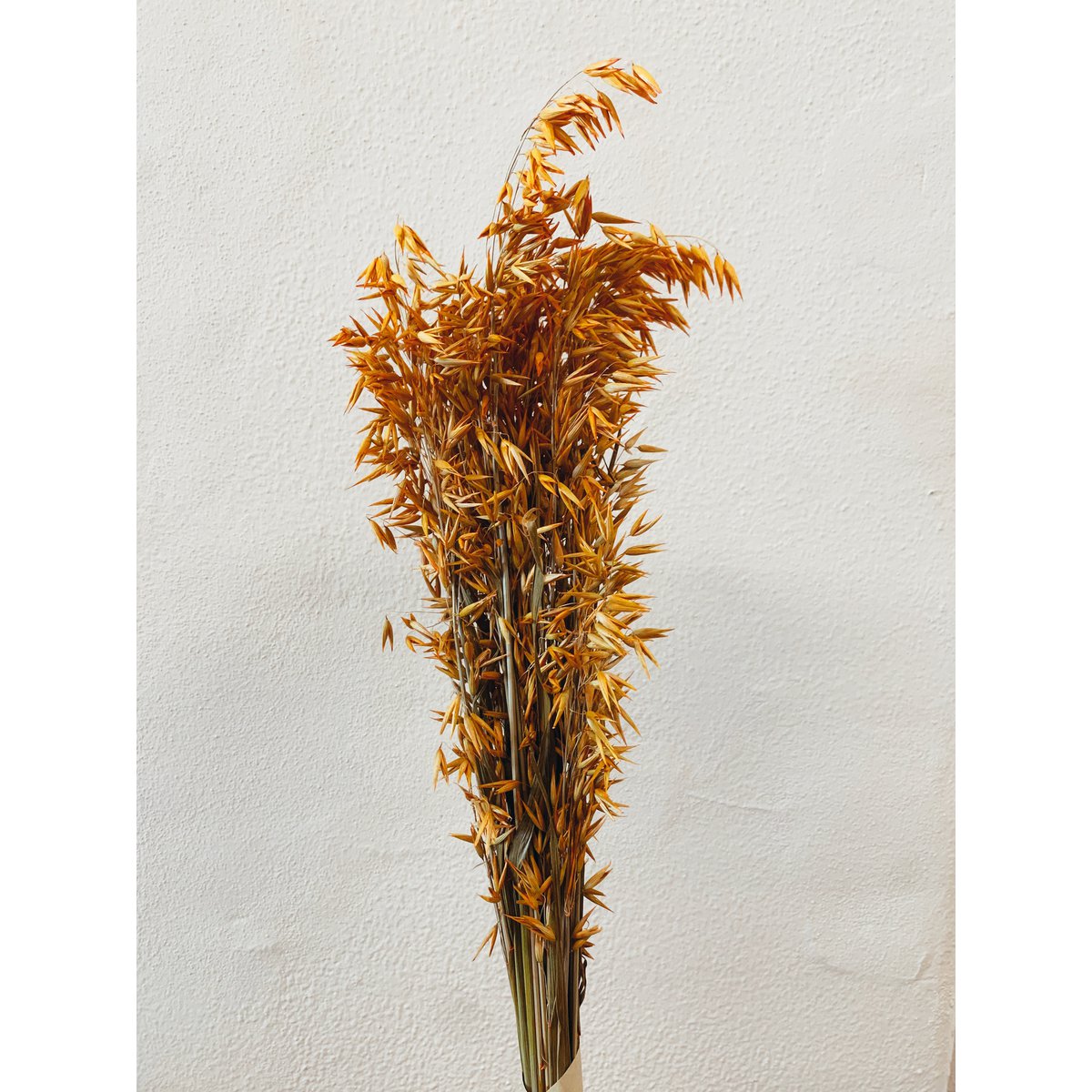 Avena-Orangen-Trockenblumen
