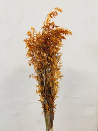 Avena-Orangen-Trockenblumen