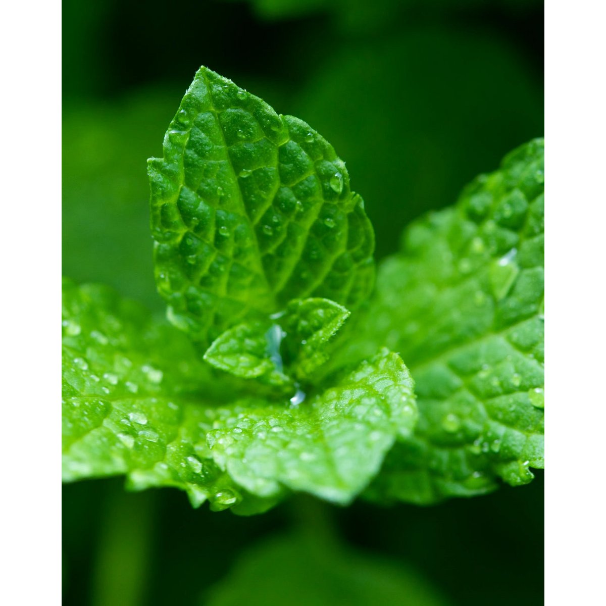 MENTA y LEMONGRASS • Para agua saborizada