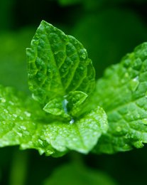 MINT and LEMONGRASS • For flavored water