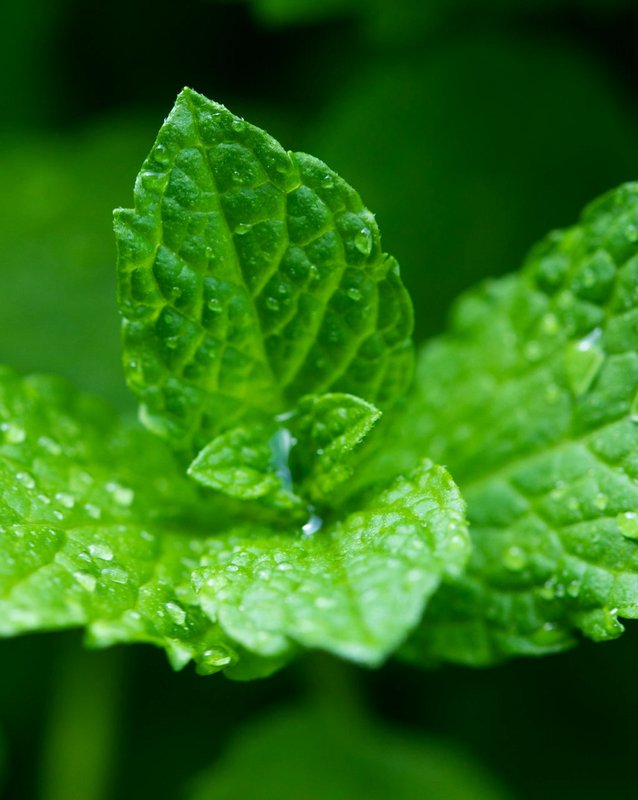 MINT and LEMONGRASS • For flavored water