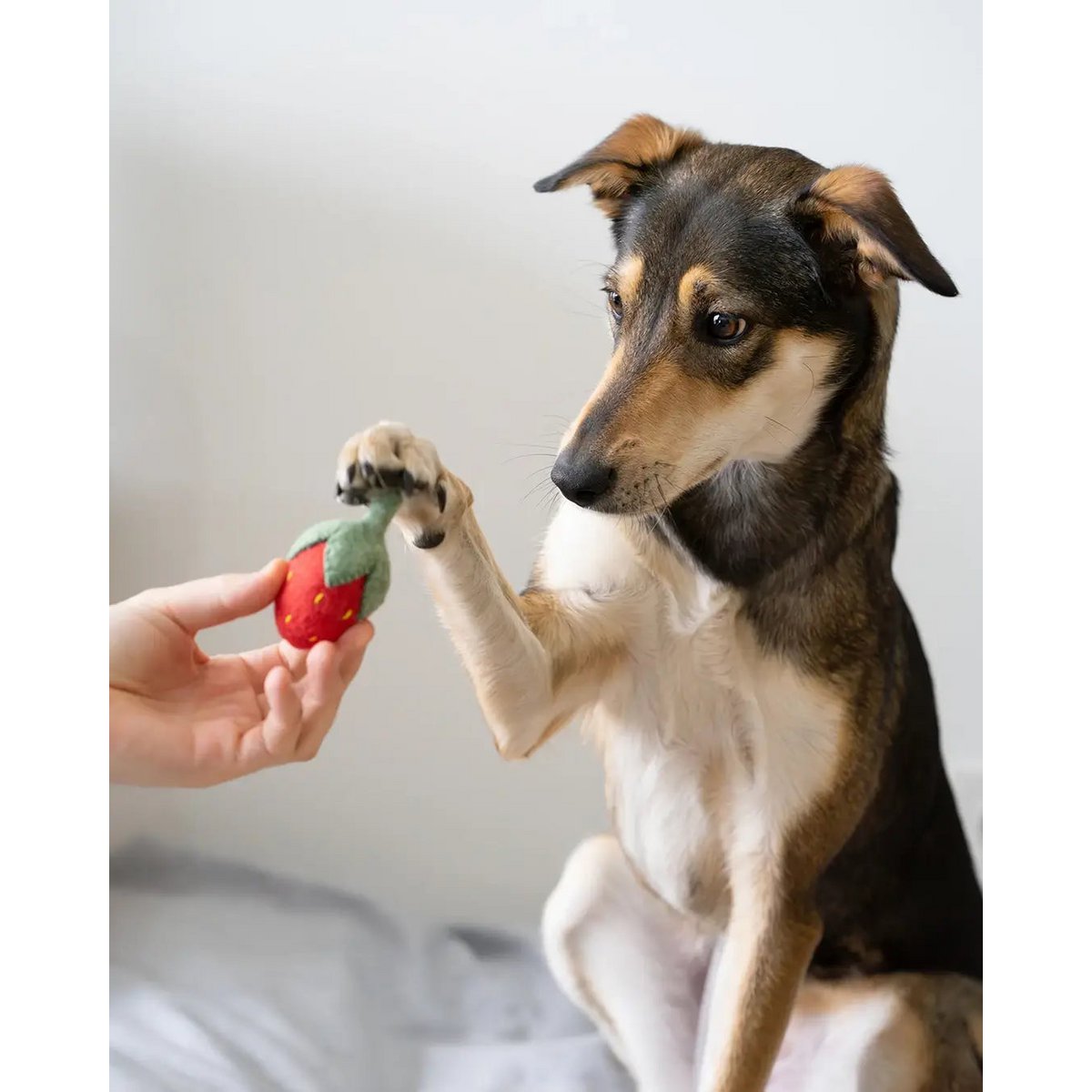Buddy. Hondenspeelgoed van Wollfilz "Strawberry"