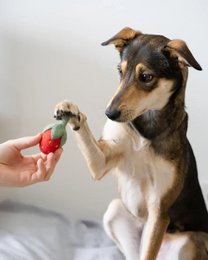 Buddy. Dog toys from Wollfilz "Strawberry"