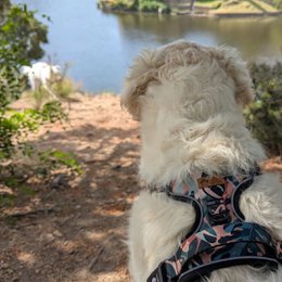 Savane Comfort Y Harness