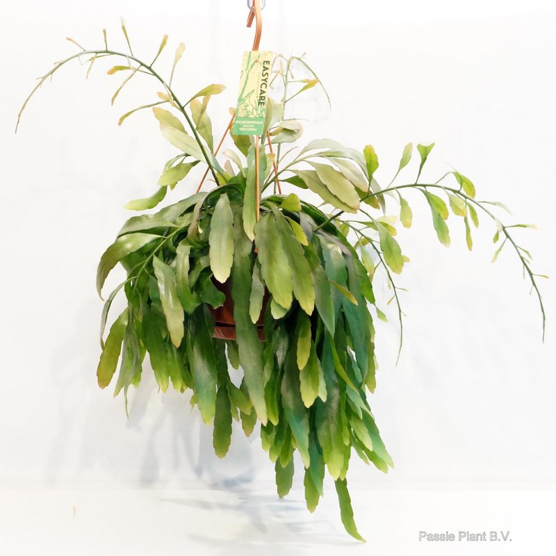 Corail rouge Pseudorhipsalis Ramulosa - Ø21 ↕45