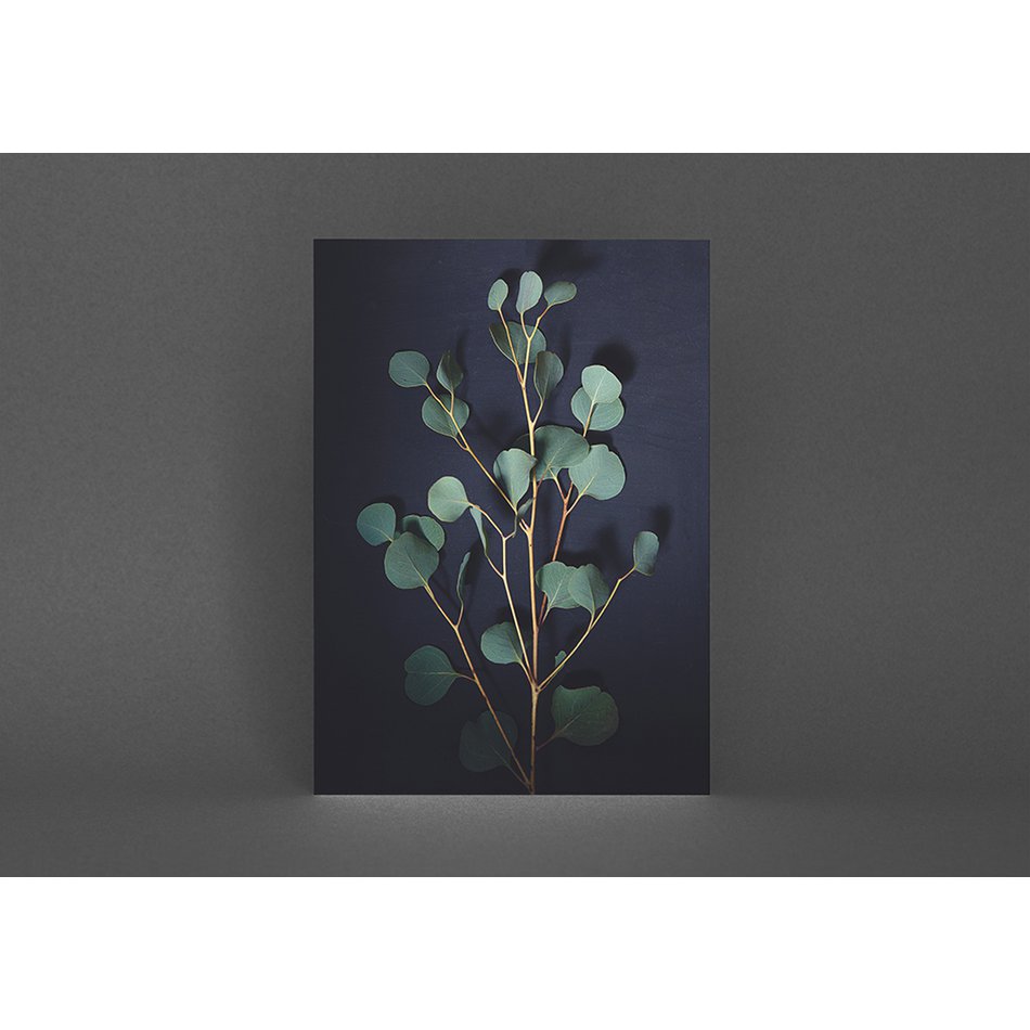 Ansichtkaart Donker Eucalyptus (PK_063)