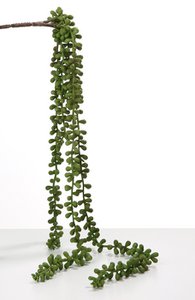 Deco Senecio branch / 5 hanging. green PU 12