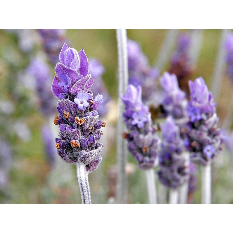 Lavanda Greca 25g