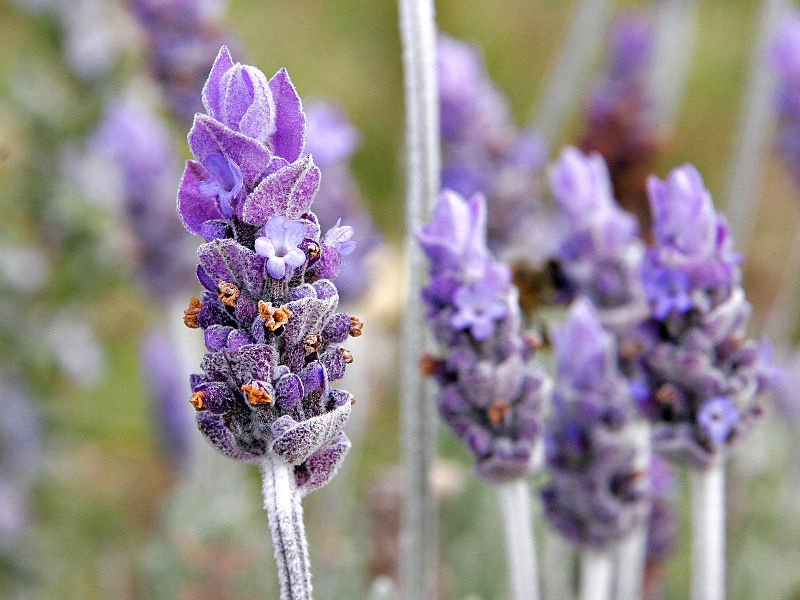 Lavanda Greca 25g