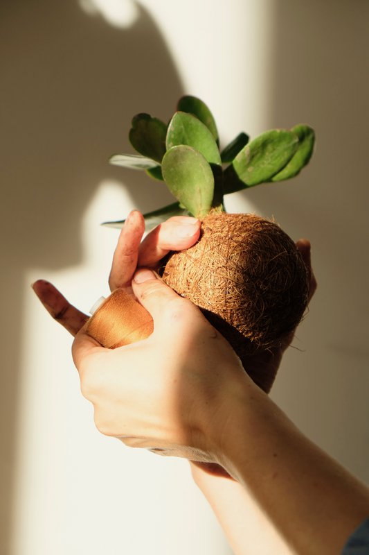 coconut fibers