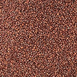 Organic Azuki Bean Bulk