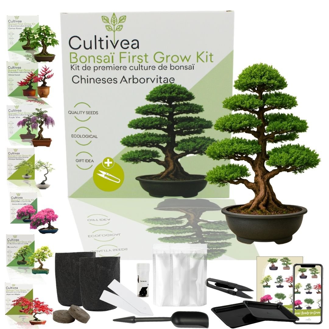 Cultivea - Kit First Bonsai - Kit de première culture de bonsaï avec accessoires | Idée cadeau Originale