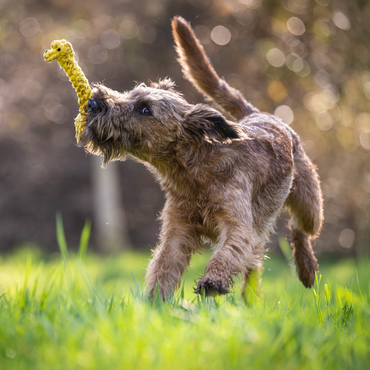 Greta Giraffe - cultspeelgoed voor honden