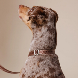 Mocha brown dog collar with metal buckle, adjustable fit, classic timeless design for pets.
