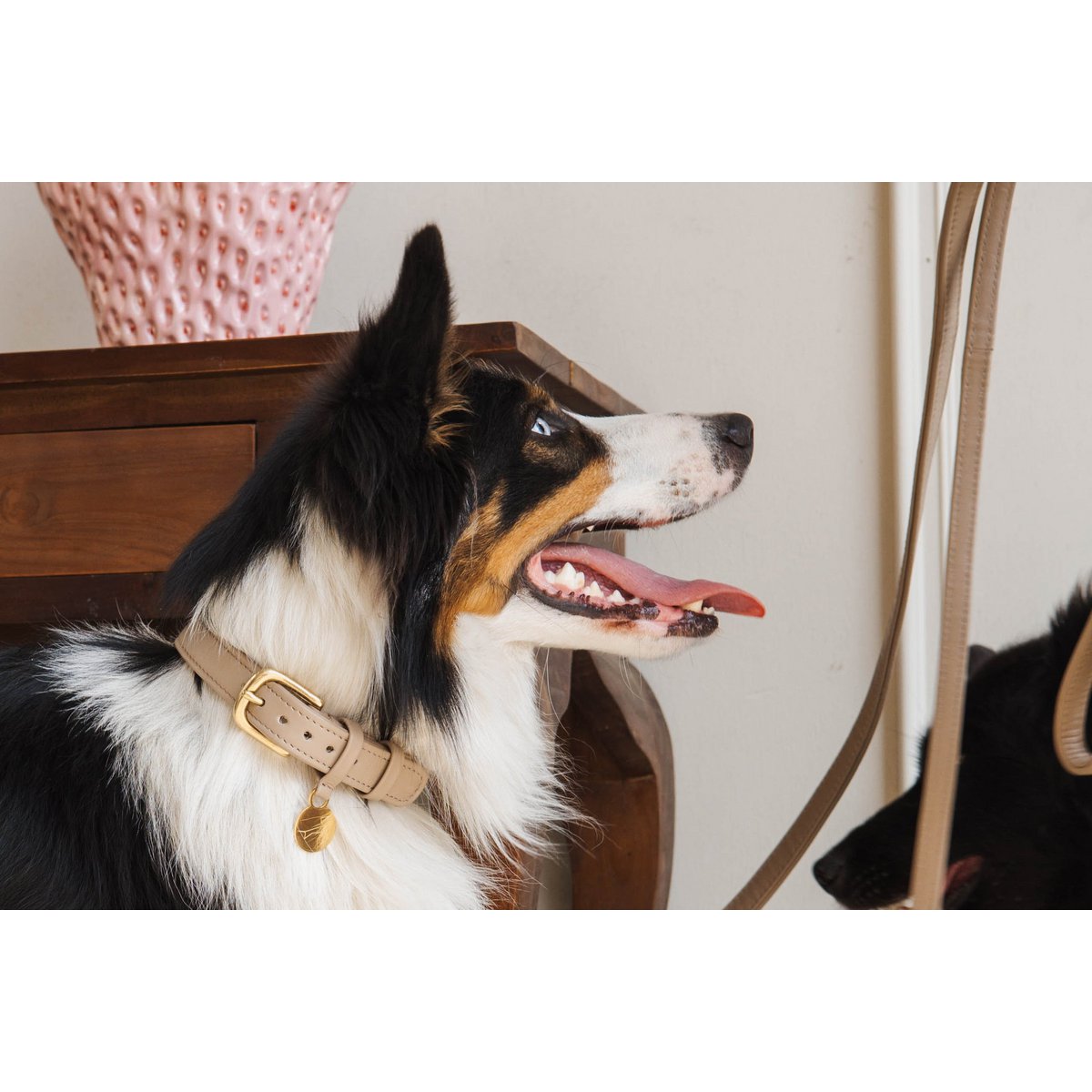 Collar de perro de cuero de lujo con etiqueta para su nombre - Clásico - Verde