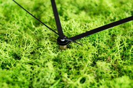 Moss wall clock