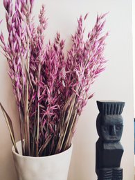 Avena lyserøde tørrede blomster