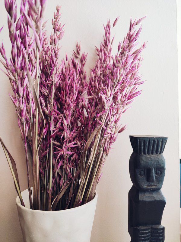 Avena lyserøde tørrede blomster