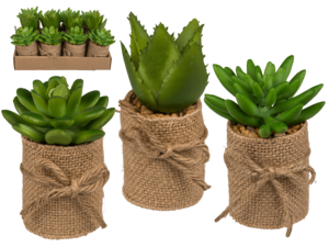 Decoration Succulents in pot with jute fabric,