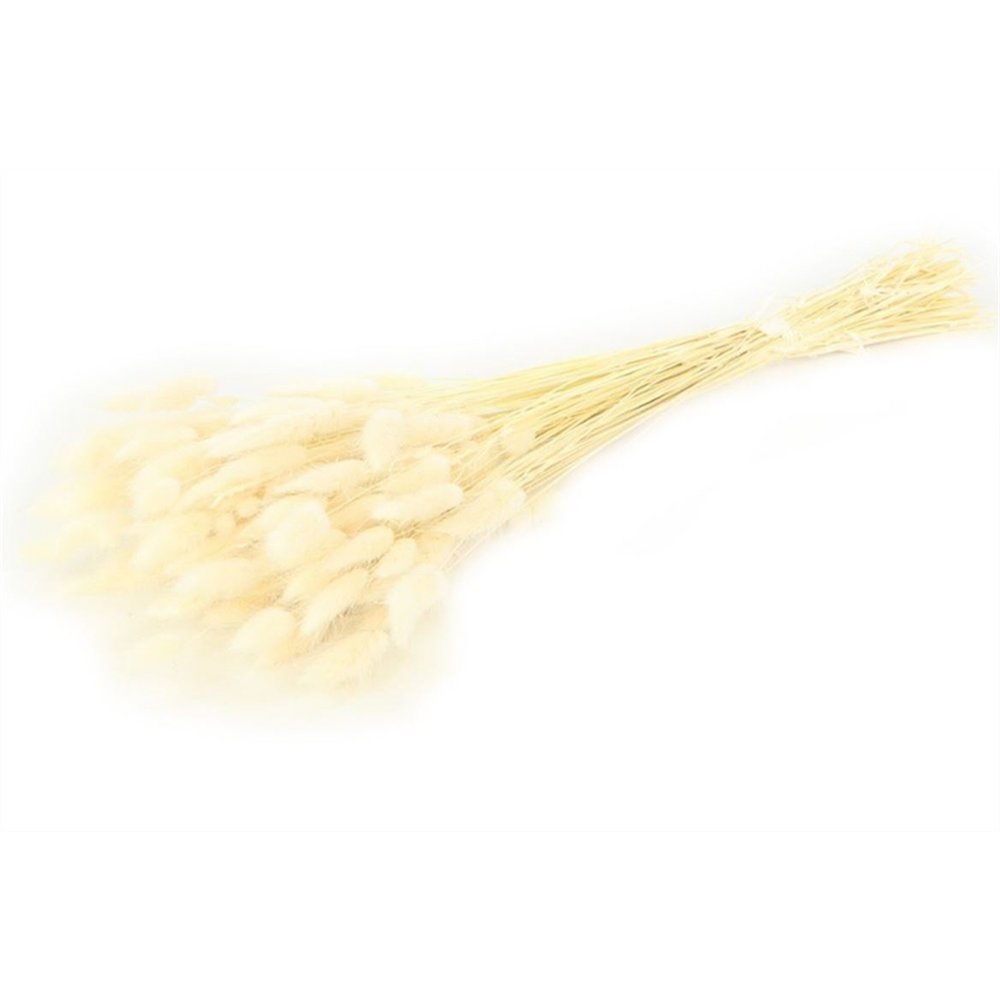 Lagurus, circa 100 g, circa 60 cm, sbiancato