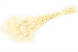 Lagurus, unos 100g, unos 60cm, blanqueado