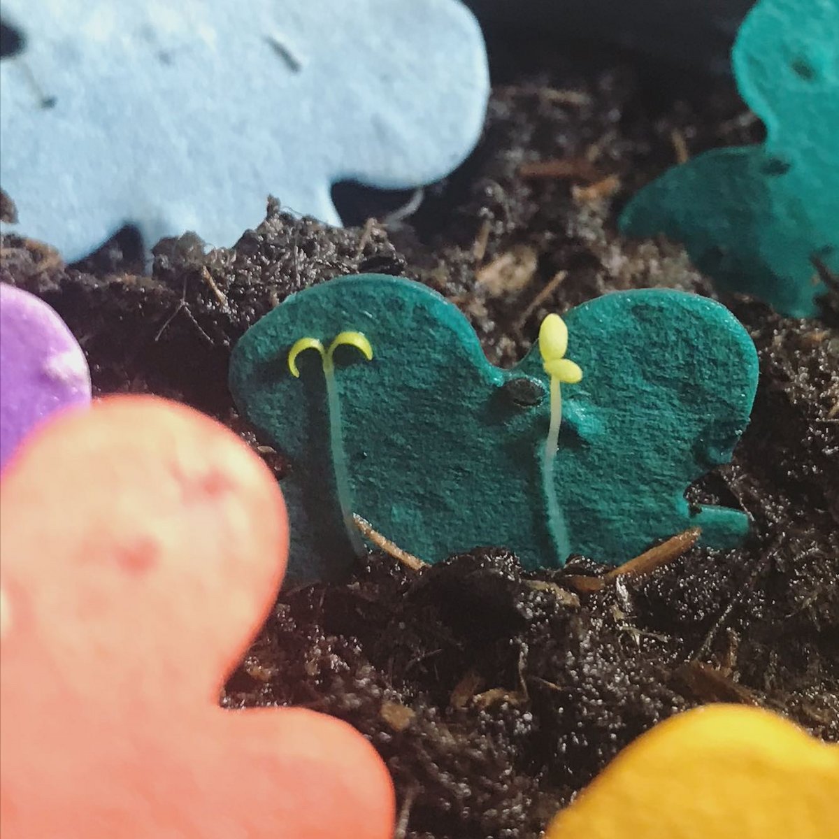 Throw and Grow confetti - mixed colors