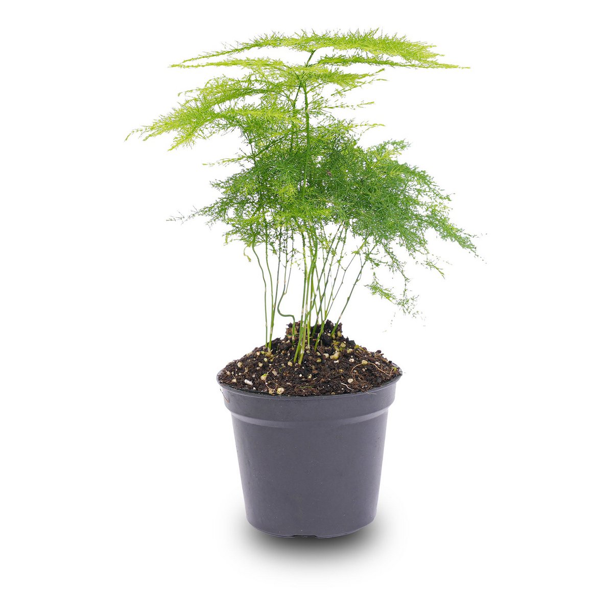 Spargel Setaceus Plumosus – Zierspargel – Terrarienpflanze