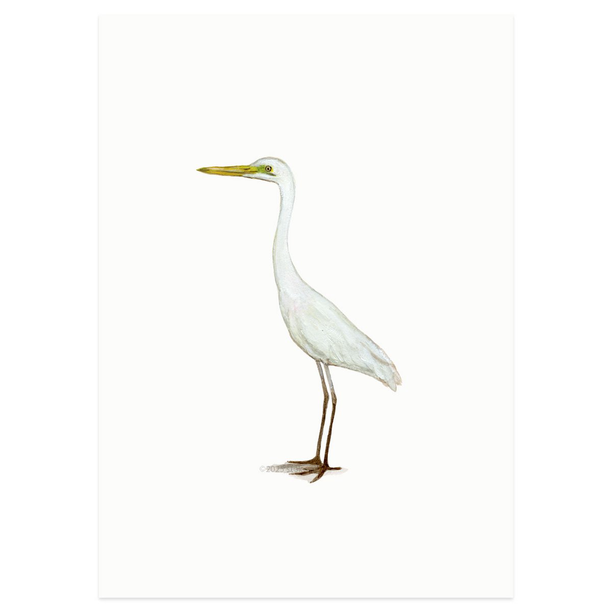 postcard | Great egret