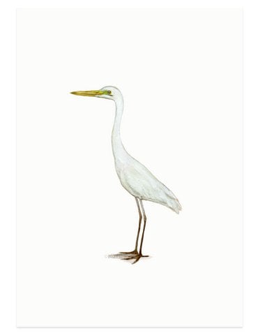 postcard | Great egret